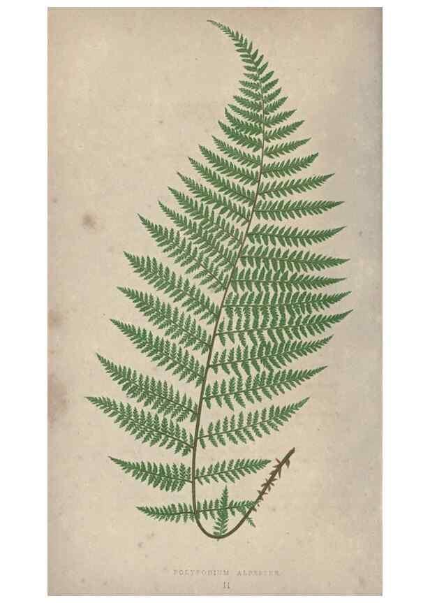 Reproducción/Reproduction 9463075663: Our native ferns, or, A history of the British species and their varieties /. London :Groombridge,1865-1867.