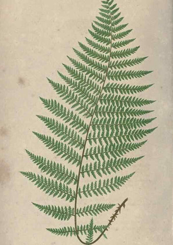 Reproducción/Reproduction 9463075663: Our native ferns, or, A history of the British species and their varieties /. London :Groombridge,1865-1867.