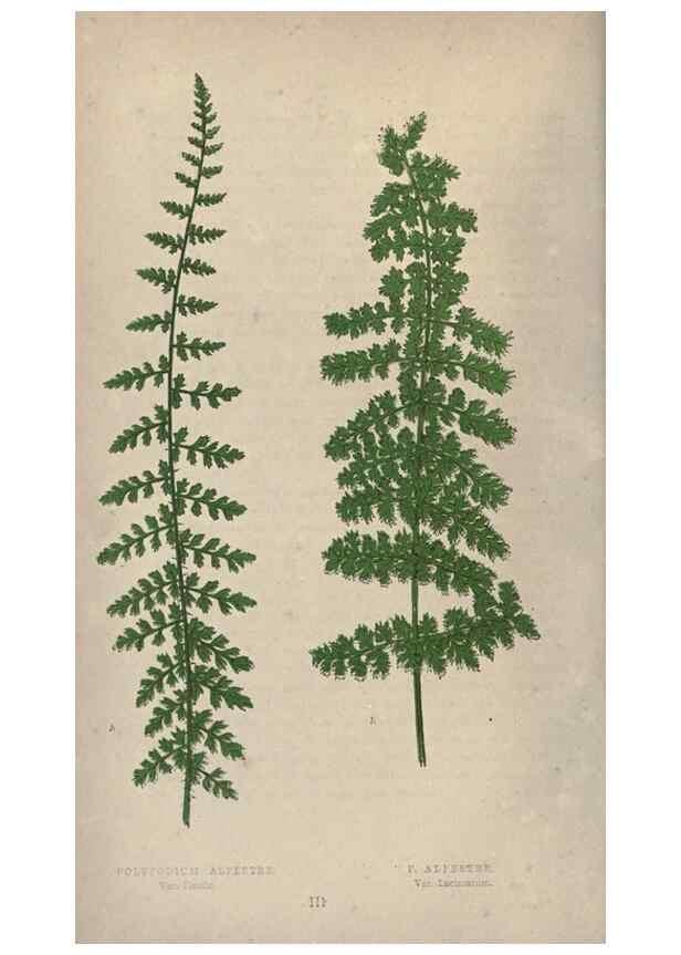 Reproducción/Reproduction 9463076625: Our native ferns, or, A history of the British species and their varieties /. London :Groombridge,1865-1867.