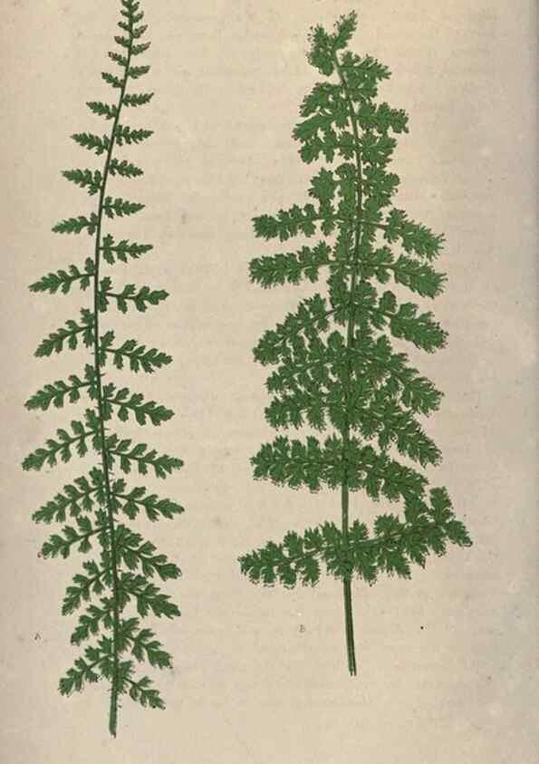 Reproducción/Reproduction 9463076625: Our native ferns, or, A history of the British species and their varieties /. London :Groombridge,1865-1867.