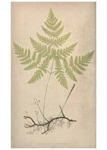Reproducción/Reproduction 9463077847: Our native ferns, or, A history of the British species and their varieties /. London :Groombridge,1865-1867.