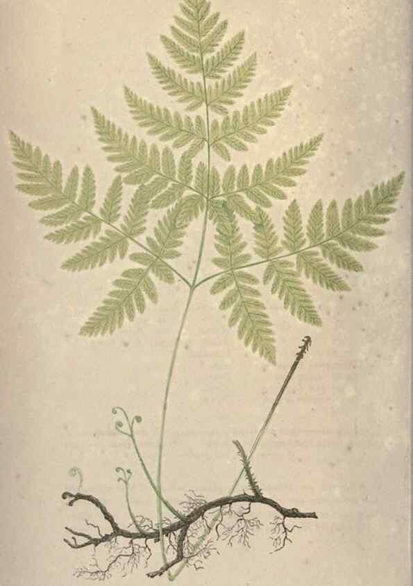 Reproducción/Reproduction 9463077847: Our native ferns, or, A history of the British species and their varieties /. London :Groombridge,1865-1867.