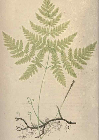 Reproducción/Reproduction 9463077847: Our native ferns, or, A history of the British species and their varieties /. London :Groombridge,1865-1867.