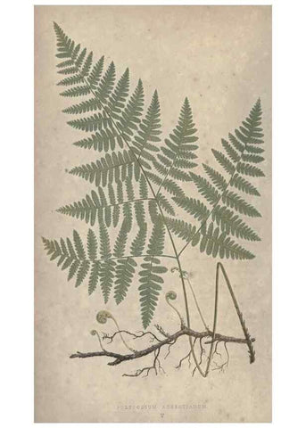 Reproducción/Reproduction 9463078817: Our native ferns, or, A history of the British species and their varieties /. London :Groombridge,1865-1867.