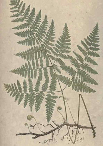 Reproducción/Reproduction 9463078817: Our native ferns, or, A history of the British species and their varieties /. London :Groombridge,1865-1867.
