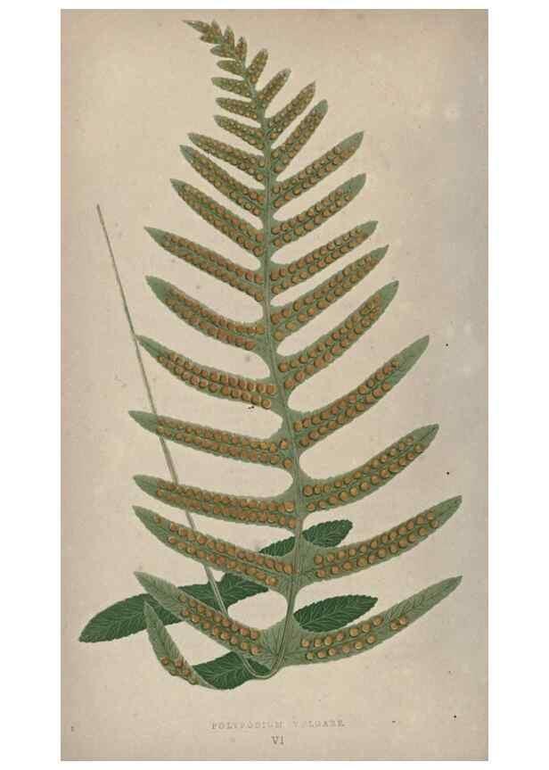 Reproducción/Reproduction 9463080899: Our native ferns, or, A history of the British species and their varieties /. London :Groombridge,1865-1867.