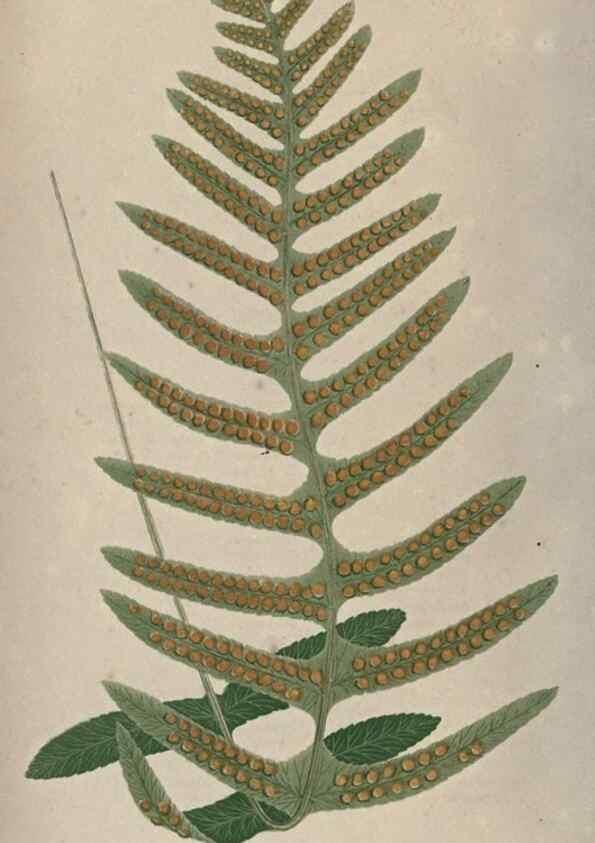Reproducción/Reproduction 9463080899: Our native ferns, or, A history of the British species and their varieties /. London :Groombridge,1865-1867.