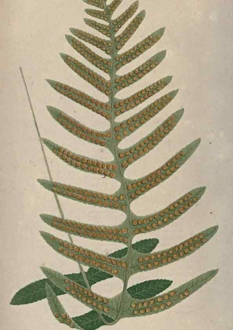 Reproducción/Reproduction 9463080899: Our native ferns, or, A history of the British species and their varieties /. London :Groombridge,1865-1867.