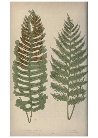 Reproducción/Reproduction 9463082307: Our native ferns, or, A history of the British species and their varieties /. London :Groombridge,1865-1867.
