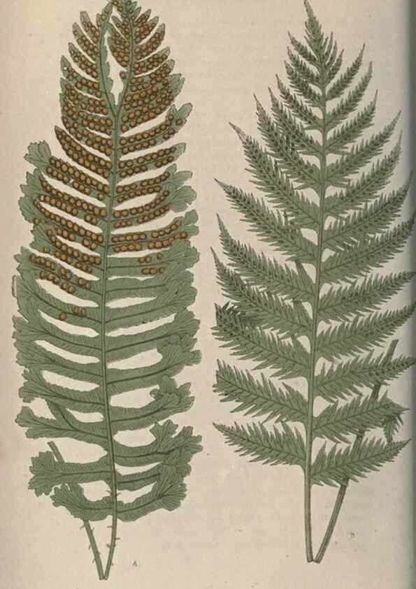 Reproducción/Reproduction 9463082307: Our native ferns, or, A history of the British species and their varieties /. London :Groombridge,1865-1867.