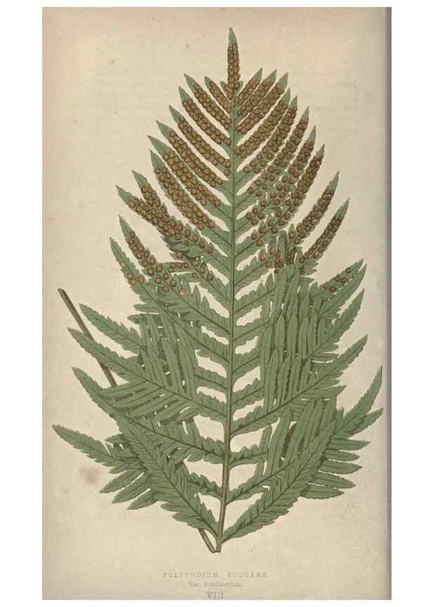 Reproducción/Reproduction 9465866144: Our native ferns, or, A history of the British species and their varieties /. London :Groombridge,1865-1867.