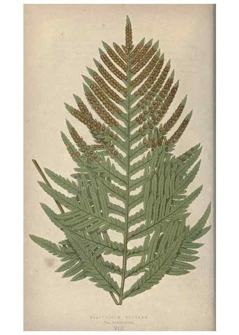 Reproducción/Reproduction 9465866144: Our native ferns, or, A history of the British species and their varieties /. London :Groombridge,1865-1867.