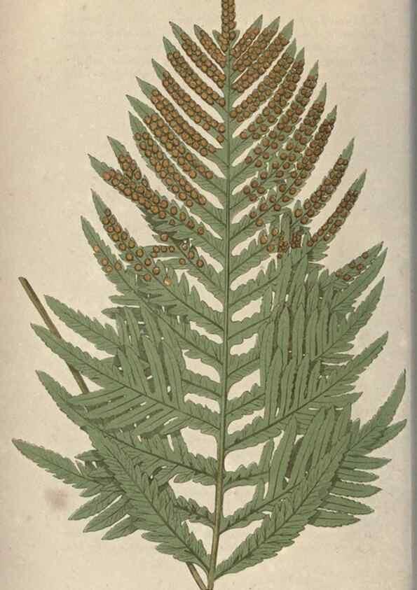 Reproducción/Reproduction 9465866144: Our native ferns, or, A history of the British species and their varieties /. London :Groombridge,1865-1867.