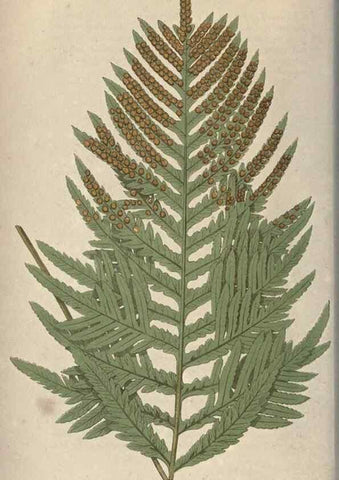 Reproducción/Reproduction 9465866144: Our native ferns, or, A history of the British species and their varieties /. London :Groombridge,1865-1867.