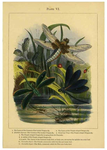 Reproducción/Reproduction 9443027651: The butterfly vivarium;. London,W. Lay,1858.