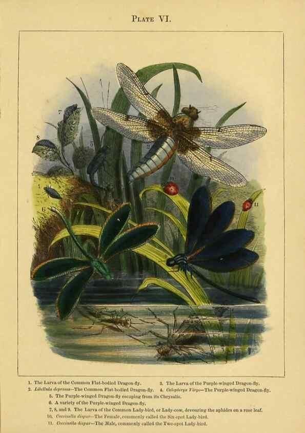 Reproducción/Reproduction 9443027651: The butterfly vivarium;. London,W. Lay,1858.