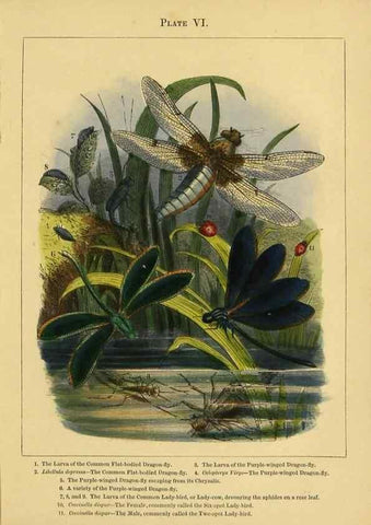 Reproducción/Reproduction 9443027651: The butterfly vivarium;. London,W. Lay,1858.