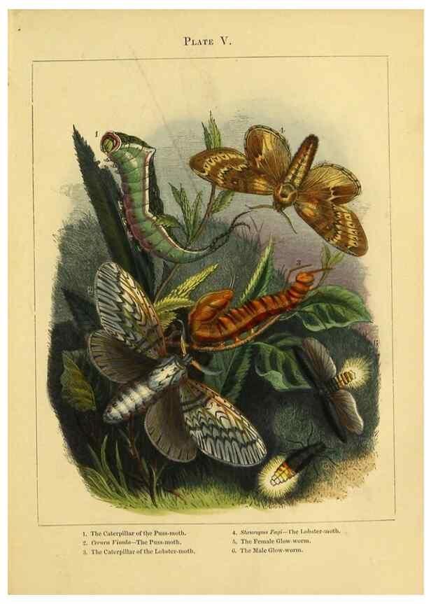 Reproducción/Reproduction 9445814314: The butterfly vivarium;. London,W. Lay,1858.