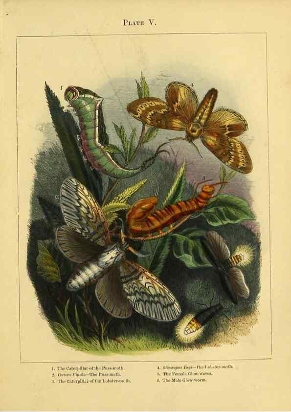 Reproducción/Reproduction 9445814314: The butterfly vivarium;. London,W. Lay,1858.