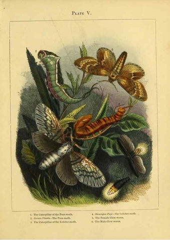 Reproducción/Reproduction 9445814314: The butterfly vivarium;. London,W. Lay,1858.