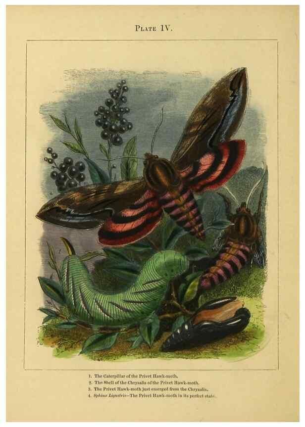 Reproducción/Reproduction 9445812906: The butterfly vivarium;. London,W. Lay,1858.