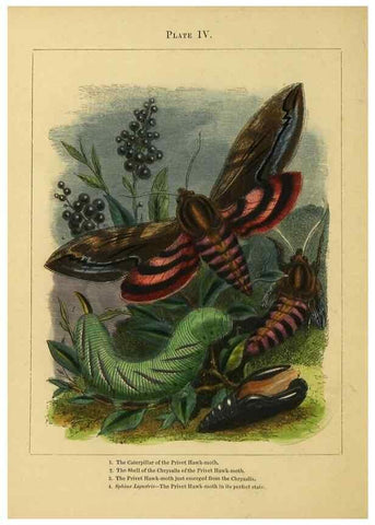 Reproducción/Reproduction 9445812906: The butterfly vivarium;. London,W. Lay,1858.