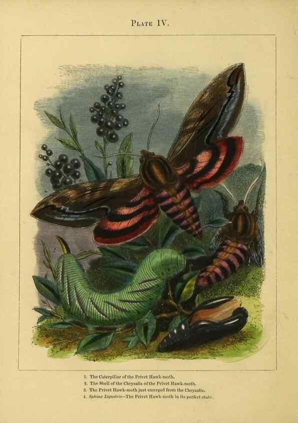 Reproducción/Reproduction 9445812906: The butterfly vivarium;. London,W. Lay,1858.