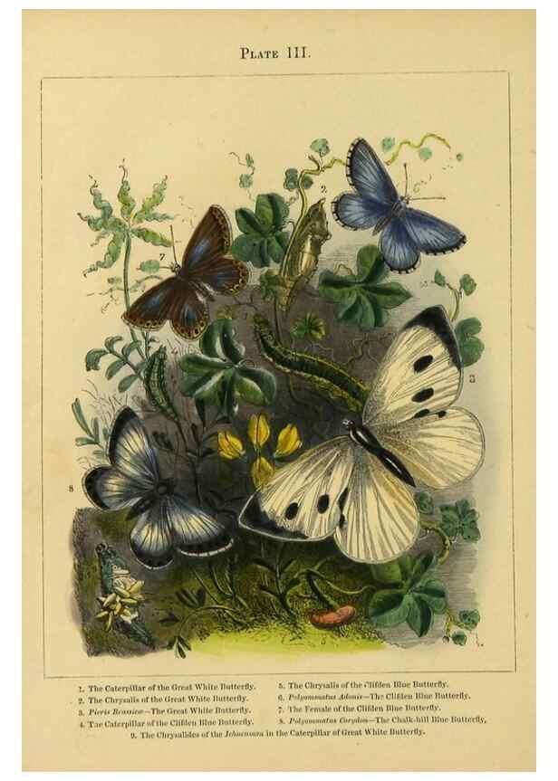 Reproducción/Reproduction 9445806678: The butterfly vivarium;. London,W. Lay,1858.
