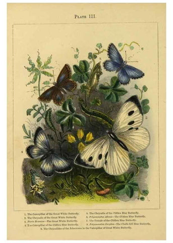 Reproducción/Reproduction 9445806678: The butterfly vivarium;. London,W. Lay,1858.