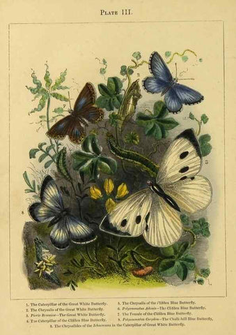 Reproducción/Reproduction 9445806678: The butterfly vivarium;. London,W. Lay,1858.