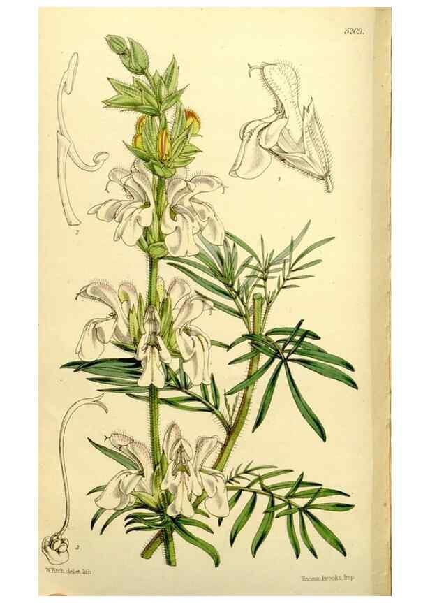 Reproducción/Reproduction 9444708000: Curtis's botanical magazine.. London ;New York [etc.] :Academic Press [etc.]