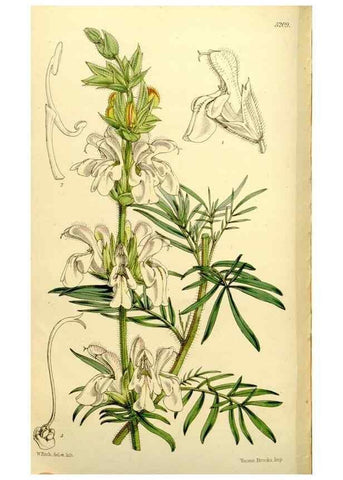 Reproducción/Reproduction 9444708000: Curtis's botanical magazine.. London ;New York [etc.] :Academic Press [etc.]