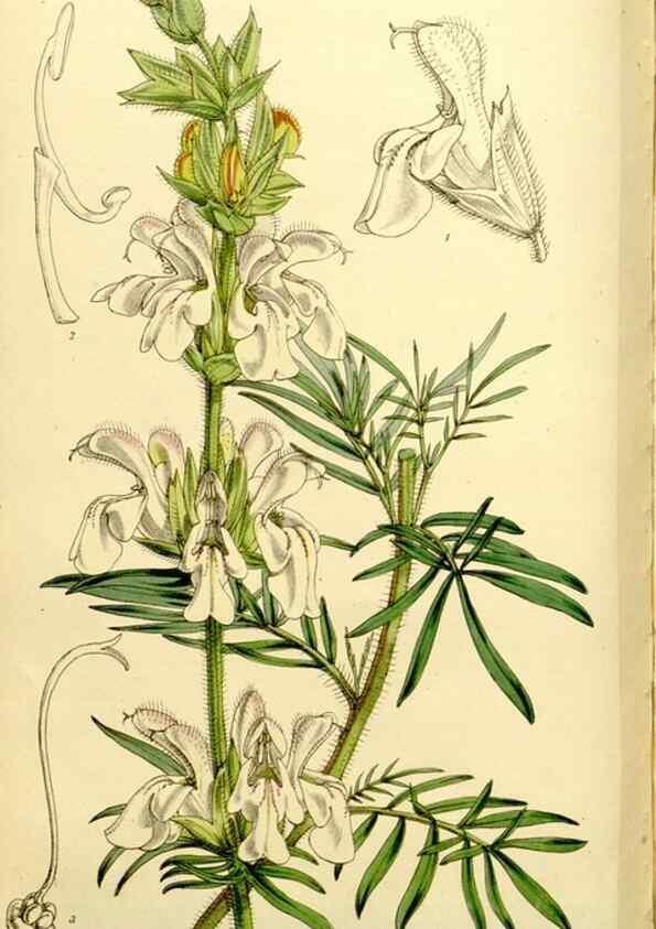 Reproducción/Reproduction 9444708000: Curtis's botanical magazine.. London ;New York [etc.] :Academic Press [etc.]