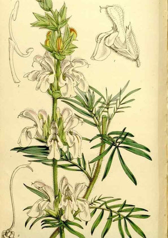 Reproducción/Reproduction 9444708000: Curtis's botanical magazine.. London ;New York [etc.] :Academic Press [etc.]