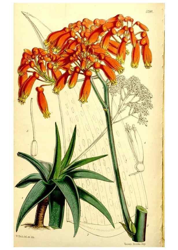 Reproducción/Reproduction 9444710772: Curtis's botanical magazine.. London ;New York [etc.] :Academic Press [etc.]