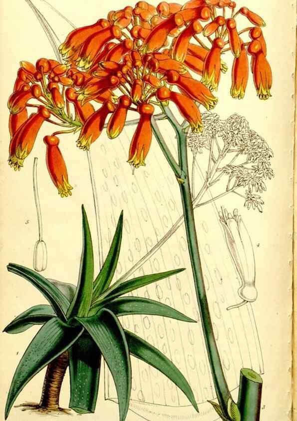 Reproducción/Reproduction 9444710772: Curtis's botanical magazine.. London ;New York [etc.] :Academic Press [etc.]