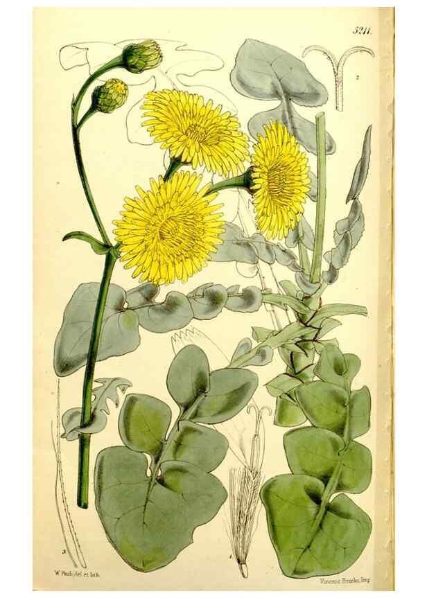 Reproducción/Reproduction 9441924797: Curtis's botanical magazine.. London ;New York [etc.] :Academic Press [etc.]