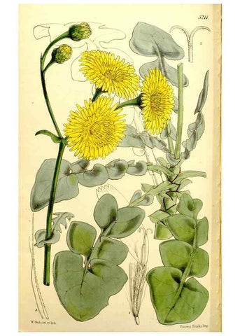 Reproducción/Reproduction 9441924797: Curtis's botanical magazine.. London ;New York [etc.] :Academic Press [etc.]
