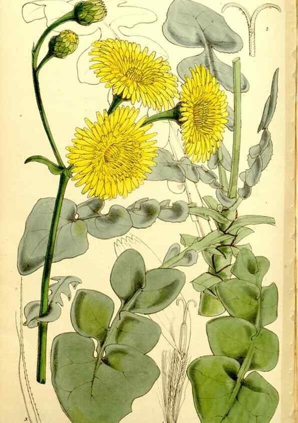 Reproducción/Reproduction 9441924797: Curtis's botanical magazine.. London ;New York [etc.] :Academic Press [etc.]