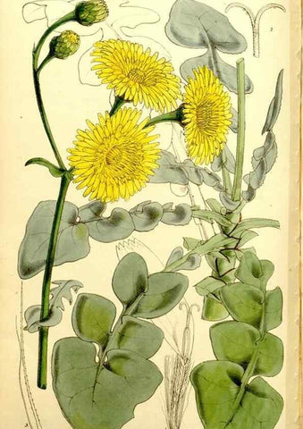 Reproducción/Reproduction 9441924797: Curtis's botanical magazine.. London ;New York [etc.] :Academic Press [etc.]