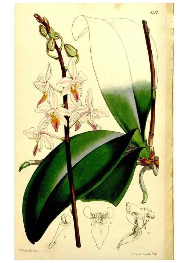 Reproducción/Reproduction 9444715218: Curtis's botanical magazine.. London ;New York [etc.] :Academic Press [etc.]