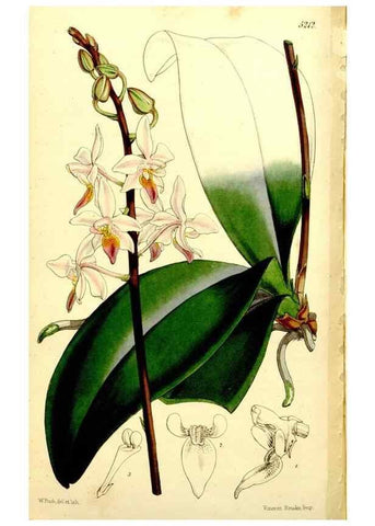 Reproducción/Reproduction 9444715218: Curtis's botanical magazine.. London ;New York [etc.] :Academic Press [etc.]
