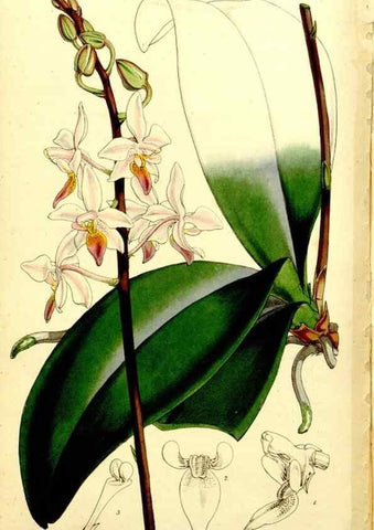 Reproducción/Reproduction 9444715218: Curtis's botanical magazine.. London ;New York [etc.] :Academic Press [etc.]