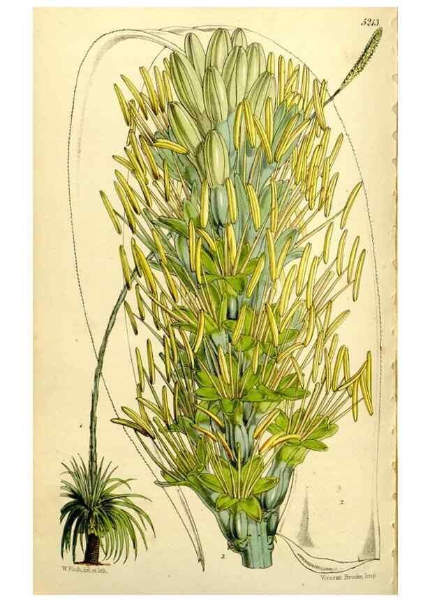 Reproducción/Reproduction 9441929159: Curtis's botanical magazine.. London ;New York [etc.] :Academic Press [etc.]