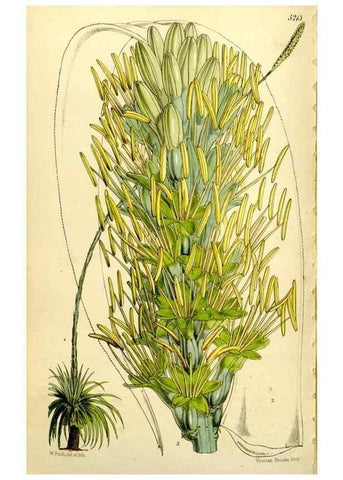 Reproducción/Reproduction 9441929159: Curtis's botanical magazine.. London ;New York [etc.] :Academic Press [etc.]