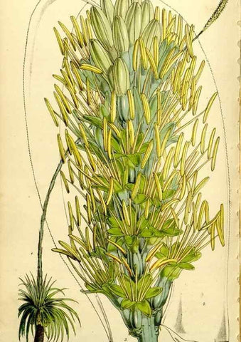 Reproducción/Reproduction 9441929159: Curtis's botanical magazine.. London ;New York [etc.] :Academic Press [etc.]
