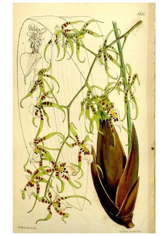 Reproducción/Reproduction 9444720122: Curtis's botanical magazine.. London ;New York [etc.] :Academic Press [etc.]