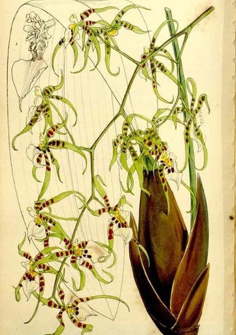 Reproducción/Reproduction 9444720122: Curtis's botanical magazine.. London ;New York [etc.] :Academic Press [etc.]
