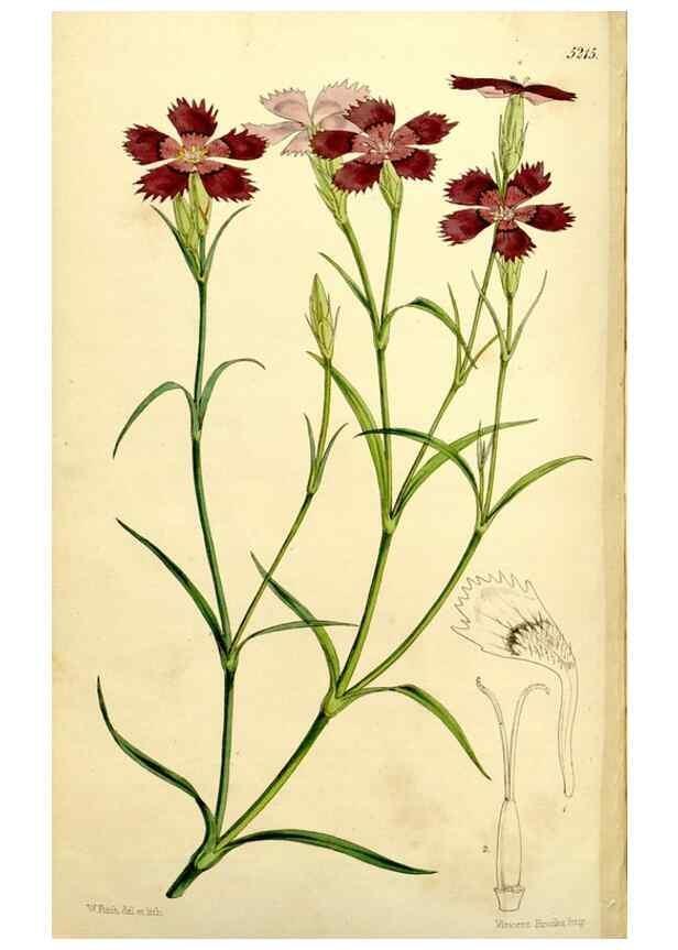 Reproducción/Reproduction 9441934455: Curtis's botanical magazine.. London ;New York [etc.] :Academic Press [etc.]