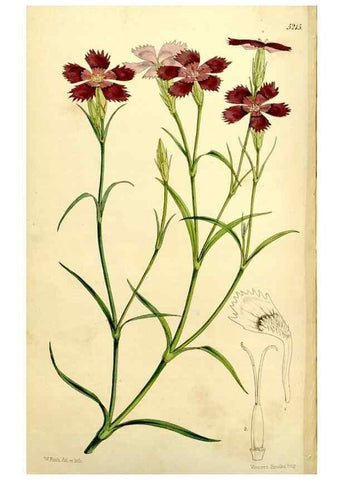 Reproducción/Reproduction 9441934455: Curtis's botanical magazine.. London ;New York [etc.] :Academic Press [etc.]